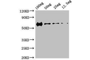 Western Blotting (WB) image for anti-Protein Kinase, DNA-Activated, Catalytic Polypeptide (PRKDC) (AA 3747-4015), (Catalytic Subunit) antibody (ABIN7150402)