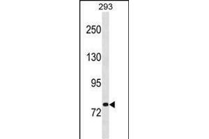 CHM Antibody (Center) (ABIN1881197 and ABIN2838968) western blot analysis in 293 cell line lysates (35 μg/lane). (CHM Antikörper  (AA 292-320))