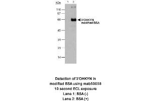Image no. 1 for anti-3-Hydroxykynurenine (3-OHKYN) antibody (ABIN363192)