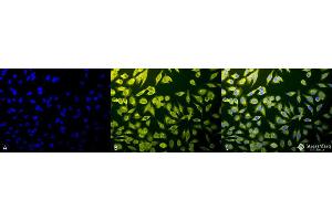 Immunocytochemistry/Immunofluorescence analysis using Rabbit Anti-Calnexin-CT Polyclonal Antibody . (Calnexin Antikörper  (C-Term) (HRP))