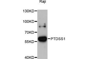 Western blot analysis of extracts of Raji cells, using PTDSS1 antibody (ABIN6293698) at 1:3000 dilution. (PTDSS1 Antikörper)