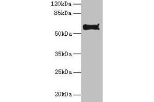Western blot All lanes: Pdia2 antibody at 10 μg/mL + Hela whole cell lysate Secondary Goat polyclonal to rabbit IgG at 1/10000 dilution Predicted band size: 59, 58 kDa Observed band size: 59 kDa (PDIA2 Antikörper  (AA 21-527))