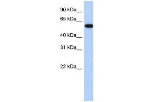 ZNF554 antibody used at 0. (ZNF554 Antikörper  (N-Term))