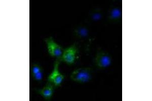 Anti-SLC30A3 mouse monoclonal antibody (ABIN2453647) immunofluorescent staining of COS7 cells transiently transfected by pCMV6-ENTRY SLC30A3 (RC205310). (Slc30a3 Antikörper)