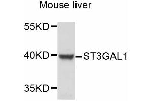 Western blot analysis of extracts of mouse liver, using ST3GAL1 antibody (ABIN4905311) at 1:3000 dilution.