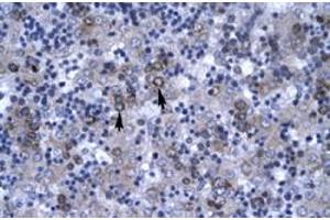 Immunohistochemical staining (Formalin-fixed paraffin-embedded sections) of human liver with DBP polyclonal antibody  at 4-8 ug/mL working concentration. (DBP Antikörper  (N-Term))