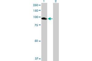 Western Blot analysis of CNKSR1 expression in transfected 293T cell line by CNKSR1 MaxPab polyclonal antibody. (CNKSR1 Antikörper  (AA 1-720))