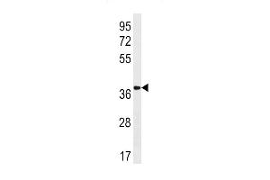 OXGR1 Antibody (C-term) (ABIN1881614 and ABIN2843222) western blot analysis in human placenta tissue lysates (35 μg/lane). (OXGR1 Antikörper  (C-Term))