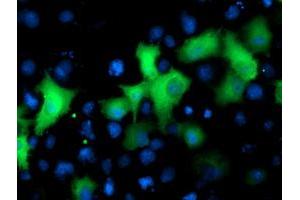 Immunofluorescence (IF) image for anti-NIMA (Never in Mitosis Gene A)- Related Kinase 9 (NEK9) antibody (ABIN1499687) (NEK9 Antikörper)