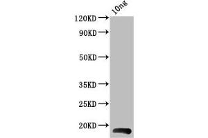 Western Blot Positive WB detected in Recombinant protein All lanes: BHRF1 antibody at 4 μg/mL Secondary Goat polyclonal to rabbit IgG at 1/50000 dilution Predicted band size: 18 kDa Observed band size: 18 kDa (BHRF1 (AA 1-142) Antikörper)