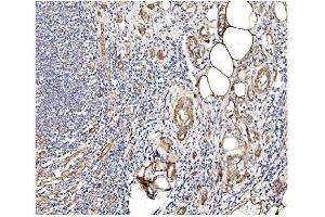 IHC analysis of Caveolin-2 using anti-Caveolin-2 antibody (ABIN3043749).