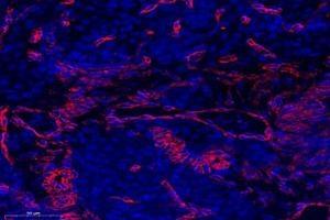 Immunofluorescent analysis of paraformaldehyde-fixed mouse ovary using,OMD (ABIN7074956) at dilution of 1: 1000 (Osteomodulin Antikörper)