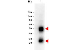 Western Blot of Peroxidase conjugated Goat anti-Mouse IgG antibody. (Ziege anti-Maus IgG (Heavy & Light Chain) Antikörper (HRP))