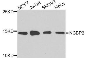 Western blot analysis of extracts of various cells, using NCBP2 antibody. (NCBP2 Antikörper)