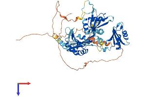 RBM46 Protein (AA 1-533) (His tag)