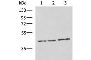 Western blot analysis of RAW264. (NDRG4 Antikörper)