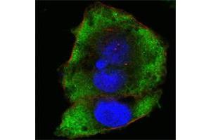 Confocal immunofluorescence analysis of Hela cells using FER mouse mAb (green). (FER Antikörper)