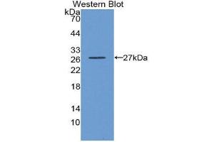 Western Blotting (WB) image for anti-Glutathione S-Transferase alpha 3 (GSTA3) (AA 1-222) antibody (ABIN3201036) (GSTA3 Antikörper  (AA 1-222))