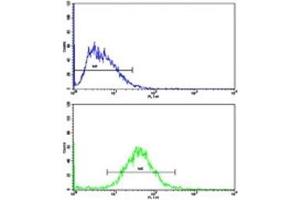 Flow Cytometry (FACS) image for anti-Cyclin A2 (CCNA2) (AA 51-84) antibody (ABIN3028581)