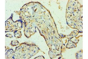 Immunohistochemistry of paraffin-embedded human placenta tissue using ABIN7166295 at dilution of 1:100 (WNT2 Antikörper  (AA 26-360))