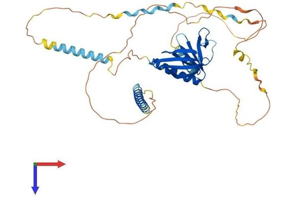 EVL Protein (AA 1-416) (His tag)