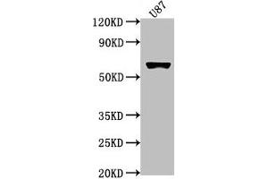 Western Blot Positive WB detected in: U87 whole cell lysate All lanes: USP17L1 antibody at 1:2000 Secondary Goat polyclonal to rabbit IgG at 1/50000 dilution Predicted band size: 60 kDa Observed band size: 60 kDa (USP17L1 Antikörper  (C-Term))