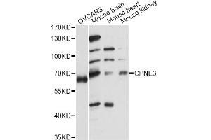 Western blot analysis of extracts of various cell lines, using CPNE3 antibody (ABIN6291660) at 1:1000 dilution. (Copine III Antikörper)