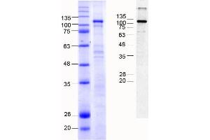 Cadherin 9 Protein (CDH9) (AA 54-615) (MBP tag)