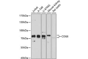 Western blot analysis of extracts of various cell lines, using COG6 antibody  at 1:1000 dilution. (COG6 Antikörper  (AA 508-657))