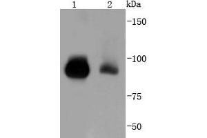 Lane 1: K562, Lane 2: Hela lysate probed with STAT5b (12A1) Monoclonal Antibody  at 1:1000 overnight at 4˚C. (STAT5B Antikörper)