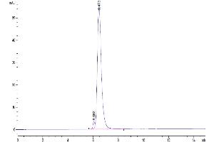 The purity of Human TGF-beta RII is greater than 95 % as determined by SEC-HPLC. (TGFBR2 Protein (Fc Tag))