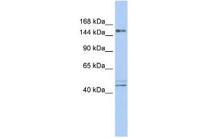 WB Suggested Anti-ADNP Antibody Titration:  0. (ADNP Antikörper  (N-Term))