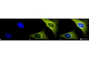 Immunocytochemistry/Immunofluorescence analysis using Rabbit Anti-Rab4 Polyclonal Antibody . (Rab4 Antikörper  (C-Term) (Atto 390))