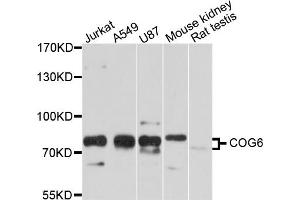 Western blot analysis of extracts of various cell lines, using COG6 antibody (ABIN5997476) at 1/1000 dilution. (COG6 Antikörper)