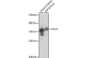 Western blot analysis of extracts of various cell lines, using MIOX Rabbit pAb (ABIN7268729) at 1:1000 dilution. (MIOX Antikörper  (AA 1-285))