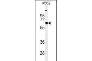 SLC16A8 Antibody (C-term) (ABIN655598 and ABIN2845083) western blot analysis in K562 cell line lysates (35 μg/lane). (MCT3 Antikörper  (C-Term))