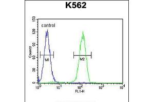 Flow cytometric analysis of K562 cells (right histogram) compared to a negative control cell (left histogram). (LARS2 Antikörper  (AA 418-446))