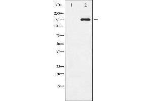 Western blot analysis of EGFR phosphorylation expression in serum treated HepG2 whole cell lysates,The lane on the left is treated with the antigen-specific peptide. (EGFR Antikörper  (pSer1071))