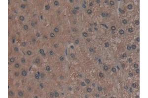 Immunohistochemistry (IHC) image for anti-Golgi Glycoprotein 1 (GLG1) (AA 1048-1145) antibody (ABIN7439525)
