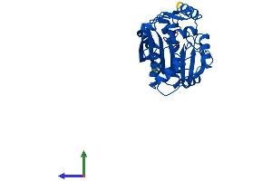Protein Structure (PS) image for Phenylethanolamine N-Methyltransferase (PNMT) (AA 1-295) protein (His tag) (ABIN7563217)
