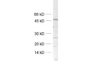 dilution: 1 : 1000, sample: crude synaptosomal fraction of rat brain (P2) (SNAP47 Antikörper)