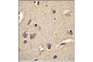 Immunohistochemistry analysis in Formalin Fixed, Paraffin Embedded Human brain tissue using S100A1 Antibody (C-term) followed by peroxidase conjugation of the secondary antibody and DAB staining.