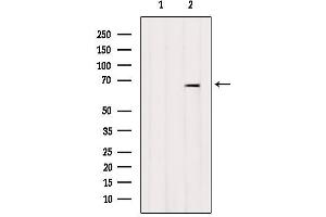 Western blot analysis of extracts from Mouse lung, using ARSJ Antibody. (ARSJ Antikörper  (Internal Region))