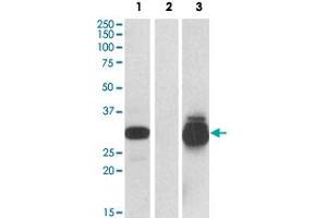 HEK293 lysate (10 ug protein in RIPA buffer) overexpressing human PPPDE1 with C-terminal MYC tag probed with PPPDE1 polyclonal antibody  (0. (PPPDE1 Antikörper  (Internal Region))