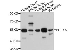Western blot analysis of extracts of various cell lines, using PDE1A antibody. (PDE1A Antikörper)