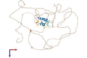 AlphaFold protein structure predicition of Mouse Recombinant Tchhl1 Protein, UniprotID Q9D3P1