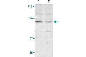 Western blot analysis of BMF expression in human HepG2 (lane 1) and 293 (lane 2) cell lysates with BMF polyclonal antibody  at 2 ug /mL . (BMF Antikörper  (N-Term))