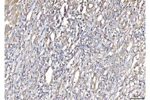 IHC analysis of PLP2 using anti-PLP2 antibody (ABIN7600320).