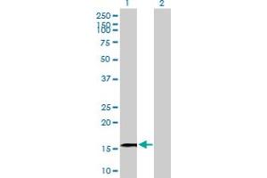 Western Blot analysis of GRIN2C expression in transfected 293T cell line by GRIN2C MaxPab polyclonal antibody. (GRIN2C Antikörper  (AA 1-171))