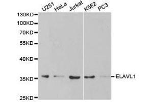 Western Blotting (WB) image for anti-ELAV (Embryonic Lethal, Abnormal Vision, Drosophila)-Like 1 (Hu Antigen R) (ELAVL1) antibody (ABIN1872512) (ELAVL1 Antikörper)